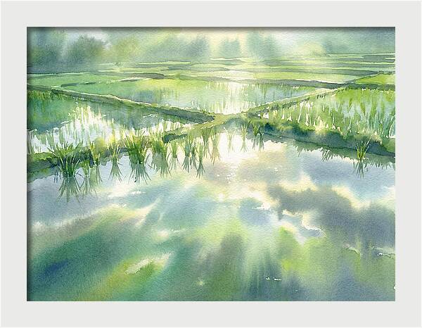 Lush Green Rice Paddy Reflections