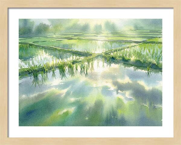 Lush Green Rice Paddy Reflections