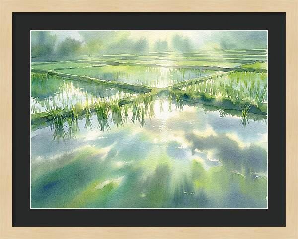 Lush Green Rice Paddy Reflections