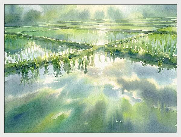 Lush Green Rice Paddy Reflections