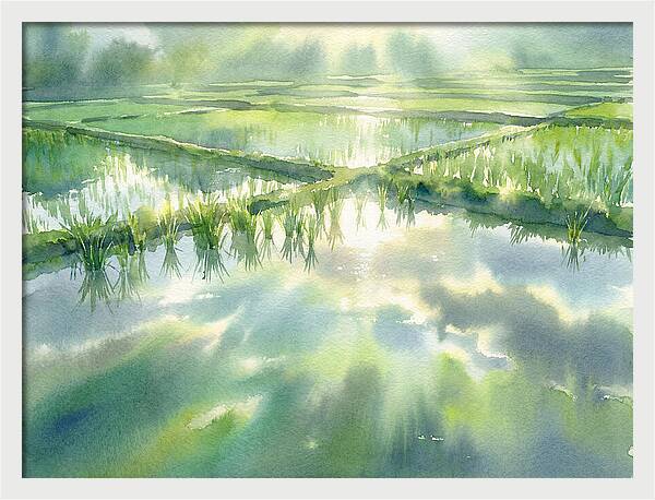 Lush Green Rice Paddy Reflections