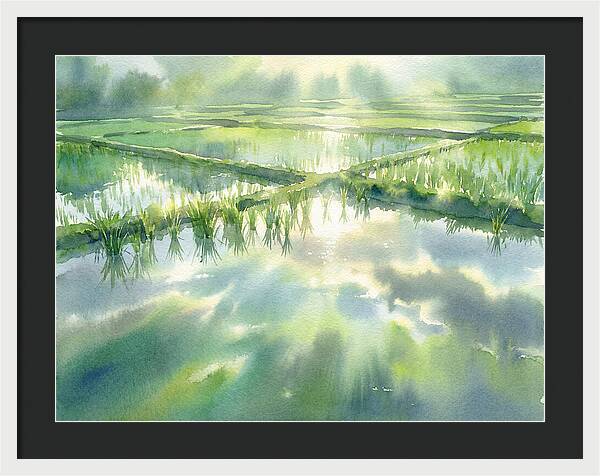 Lush Green Rice Paddy Reflections