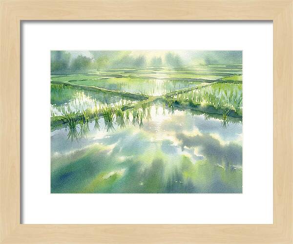Lush Green Rice Paddy Reflections