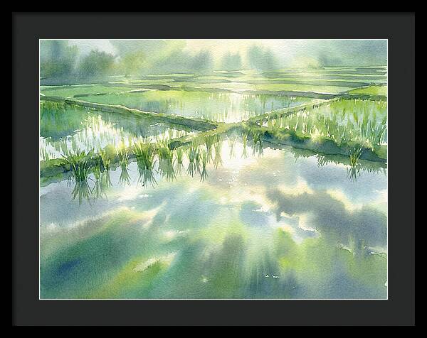Lush Green Rice Paddy Reflections