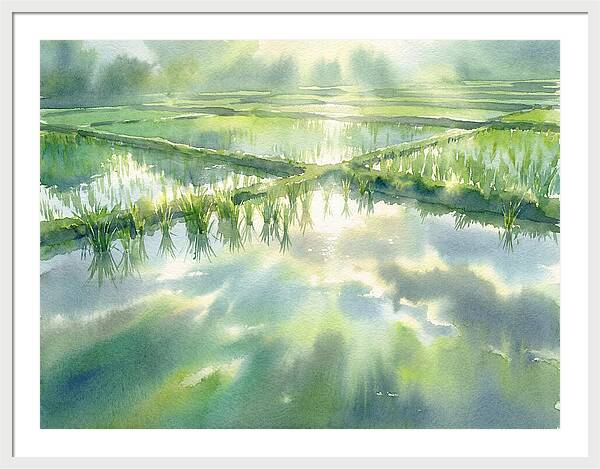 Lush Green Rice Paddy Reflections