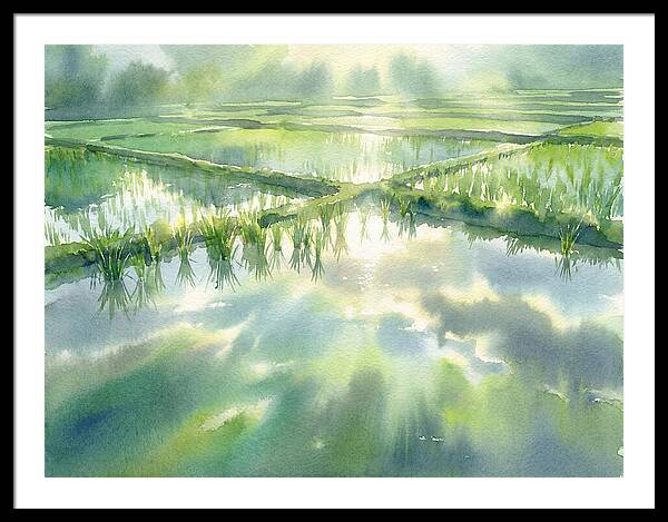 Lush Green Rice Paddy Reflections