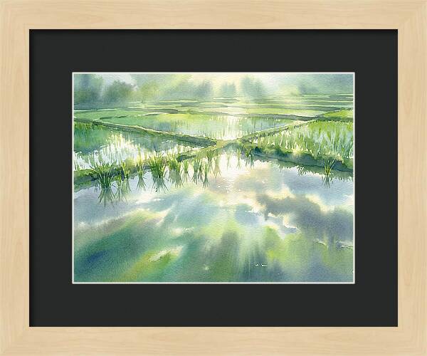 Lush Green Rice Paddy Reflections