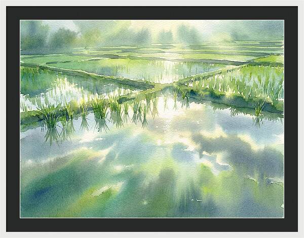 Lush Green Rice Paddy Reflections