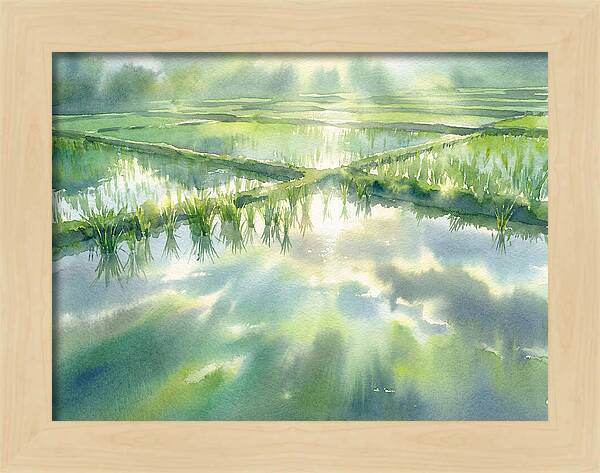 Lush Green Rice Paddy Reflections