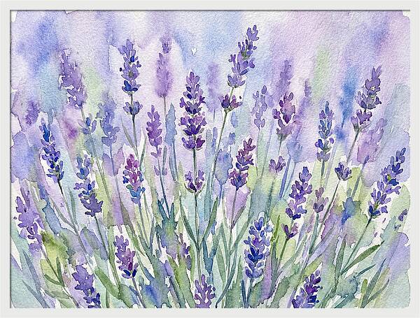 Lush Lavender Fields