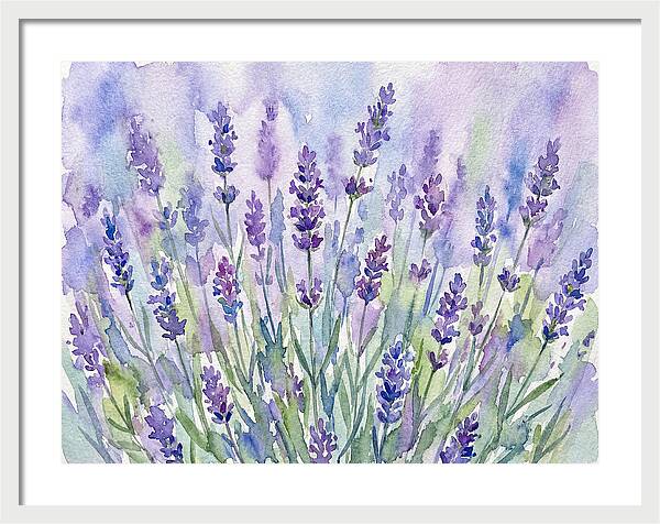 Lush Lavender Fields