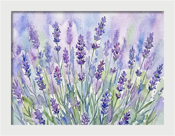 Lush Lavender Fields