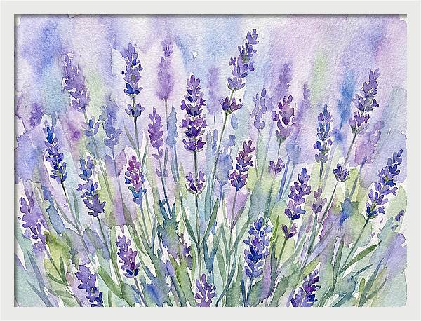 Lush Lavender Fields
