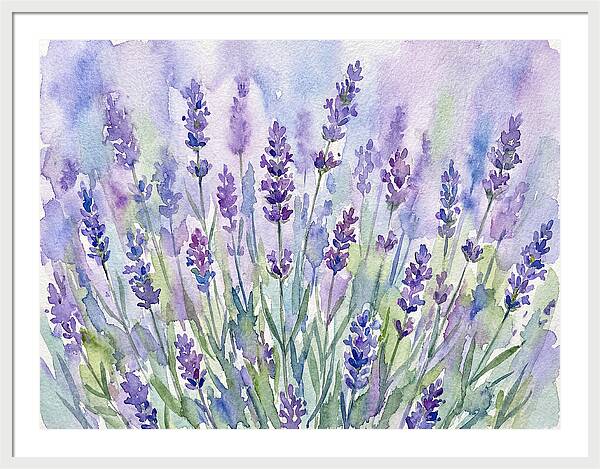Lush Lavender Fields
