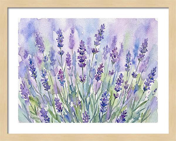 Lush Lavender Fields