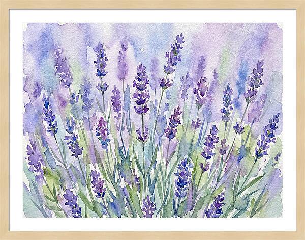 Lush Lavender Fields