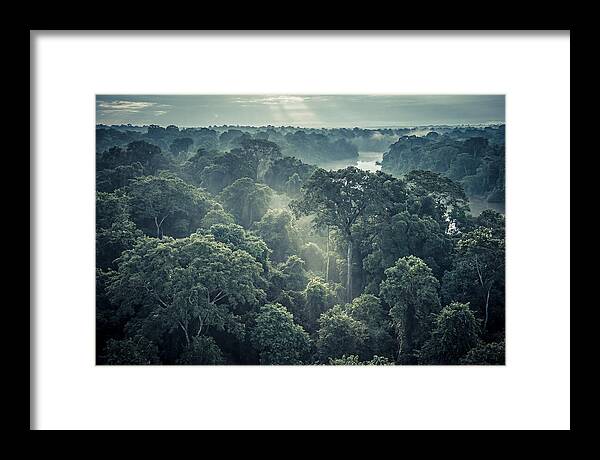 Lush Serenity Of The Amazon