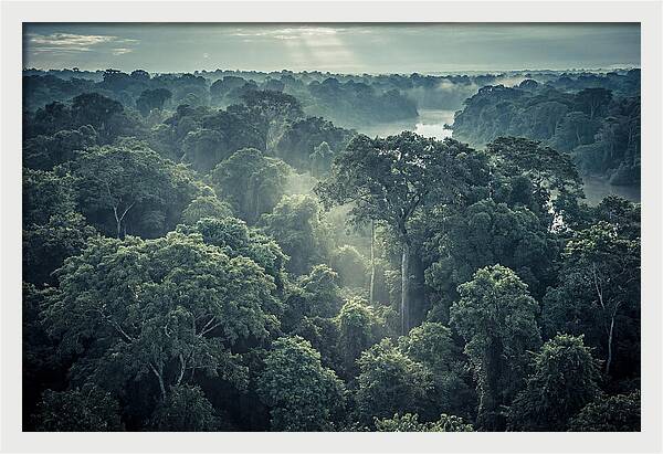 Lush Serenity Of The Amazon