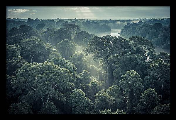 Lush Serenity Of The Amazon