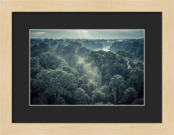 Lush Serenity Of The Amazon