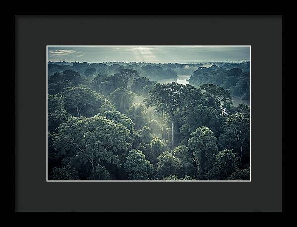 Lush Serenity Of The Amazon