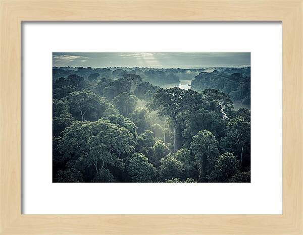 Lush Serenity Of The Amazon