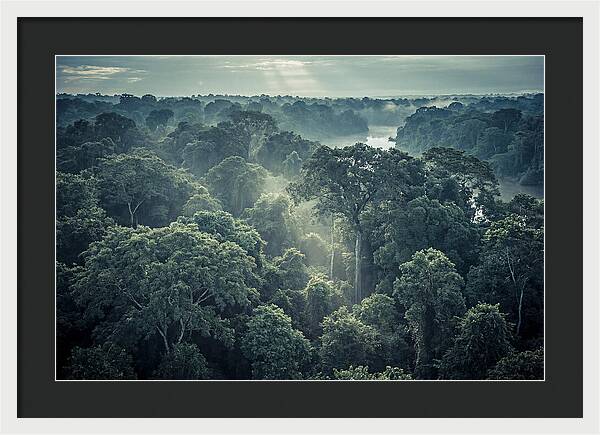 Lush Serenity Of The Amazon