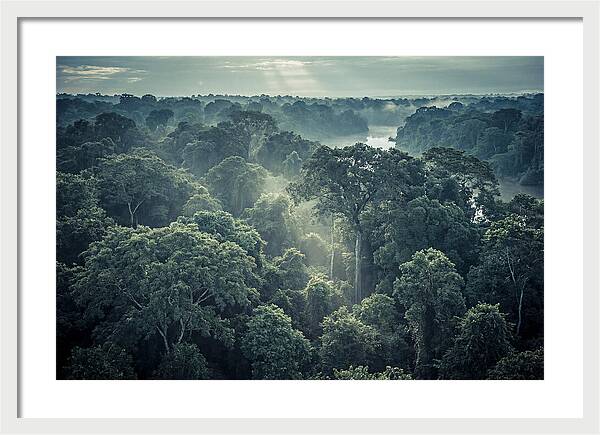 Lush Serenity Of The Amazon