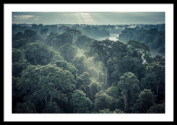 Lush Serenity Of The Amazon