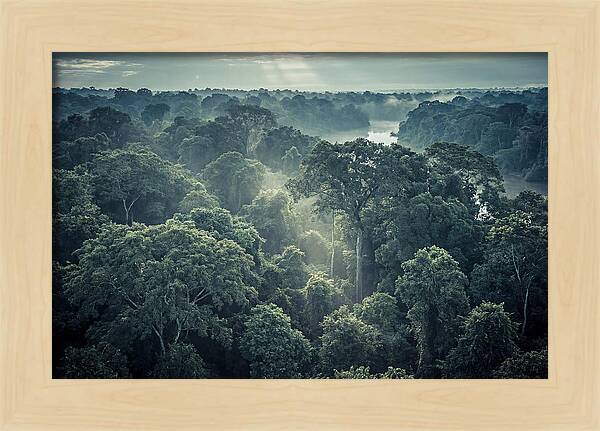 Lush Serenity Of The Amazon