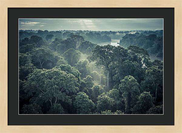 Lush Serenity Of The Amazon