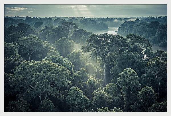 Lush Serenity Of The Amazon