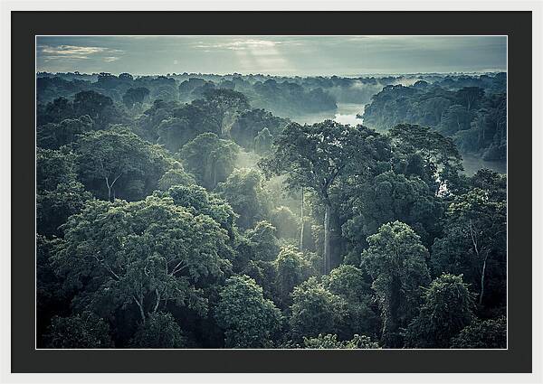 Lush Serenity Of The Amazon