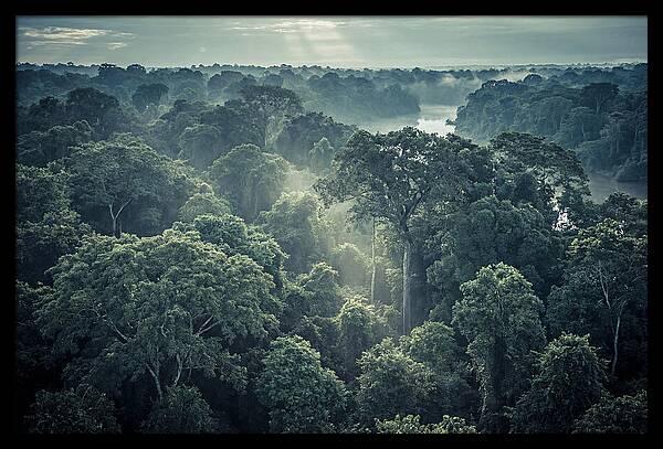 Lush Serenity Of The Amazon