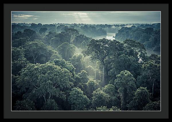 Lush Serenity Of The Amazon