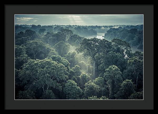 Lush Serenity Of The Amazon