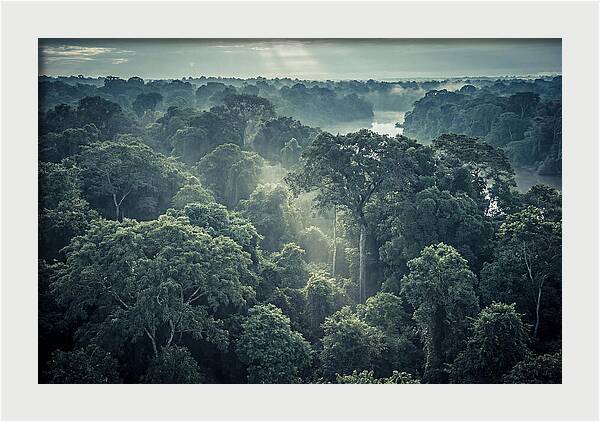 Lush Serenity Of The Amazon