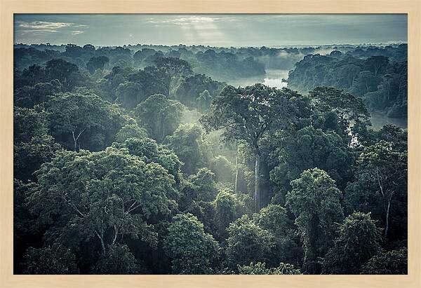 Lush Serenity Of The Amazon