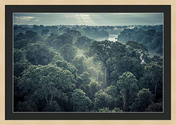 Lush Serenity Of The Amazon