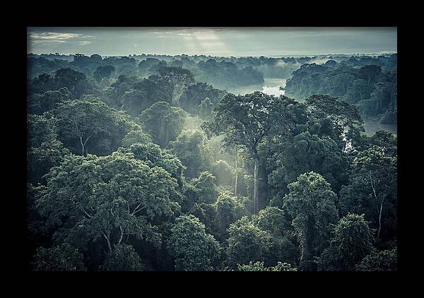 Lush Serenity Of The Amazon