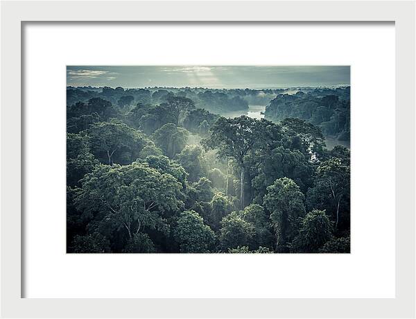 Lush Serenity Of The Amazon