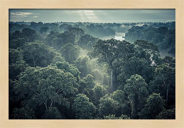 Lush Serenity Of The Amazon