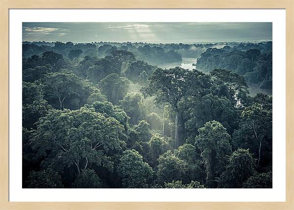 Lush Serenity Of The Amazon