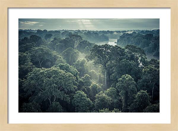 Lush Serenity Of The Amazon