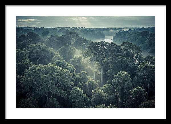 Lush Serenity Of The Amazon
