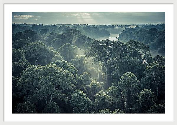 Lush Serenity Of The Amazon
