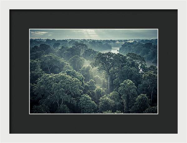 Lush Serenity Of The Amazon