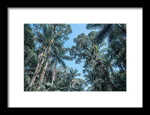Lush Tropical Rainforest Canopy