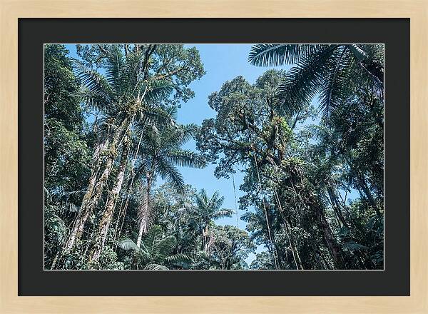 Lush Tropical Rainforest Canopy