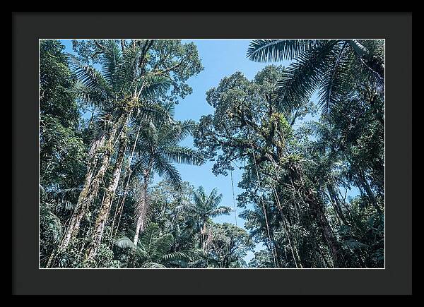 Lush Tropical Rainforest Canopy